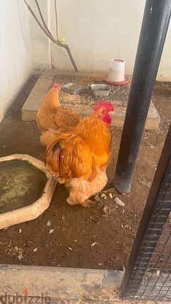 egg laying Hollandy chicken for sale