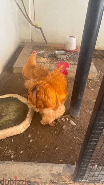 egg laying Hollandy chicken for sale 0