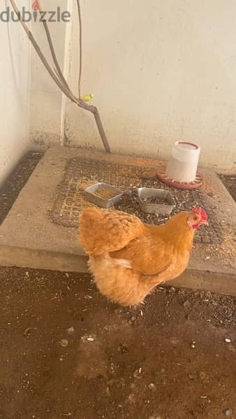 egg laying Hollandy chicken for sale 1