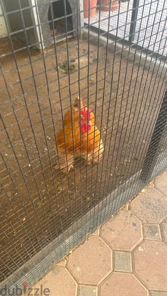 egg laying Hollandy chicken for sale 2