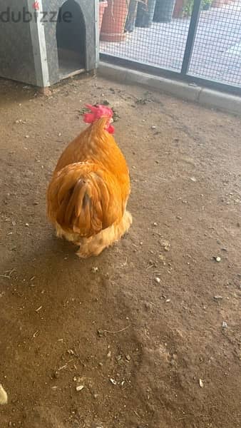 egg laying Hollandy chicken for sale 3