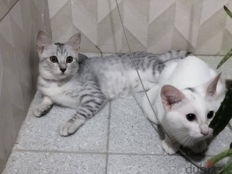 Grey and white cats 2