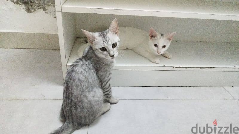 Grey and white cats 3