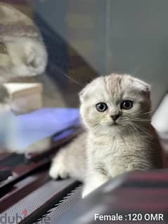 Scottish Fold Male & Female Kittens