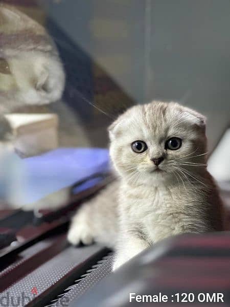 Scottish Fold Male & Female Kittens 0