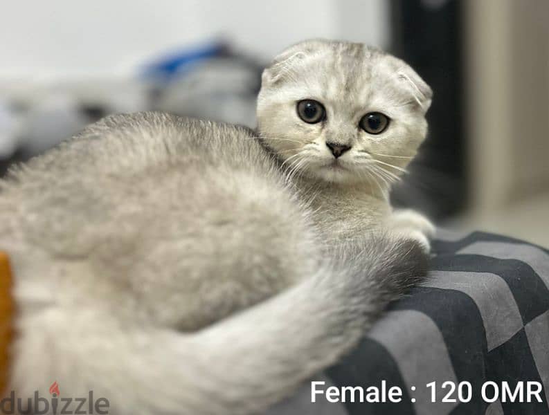 Scottish Fold Male & Female Kittens 1