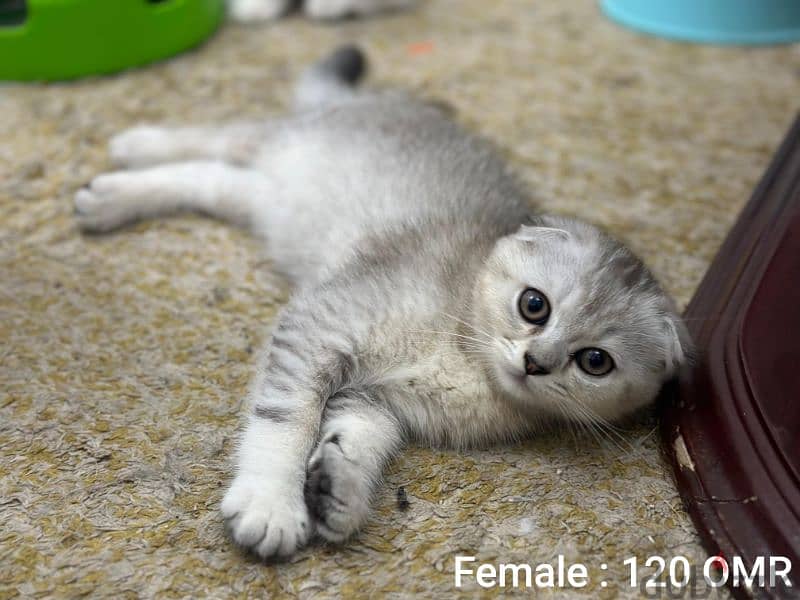 Scottish Fold Male & Female Kittens 2