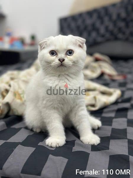 Scottish Fold Male & Female Kittens 3