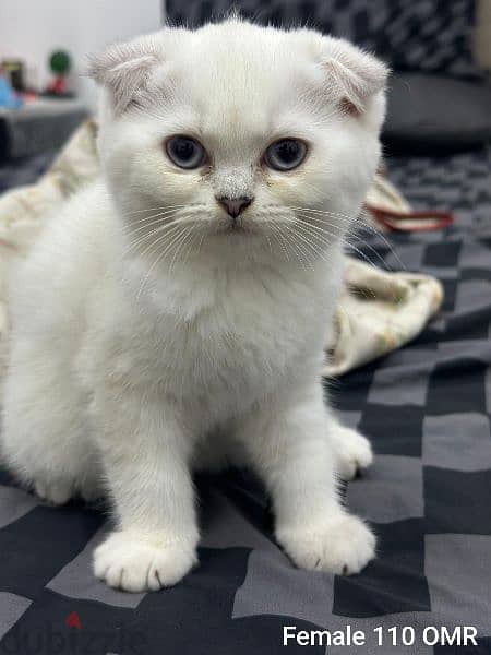 Scottish Fold Male & Female Kittens 4