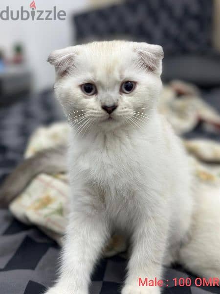 Scottish Fold Male & Female Kittens 5