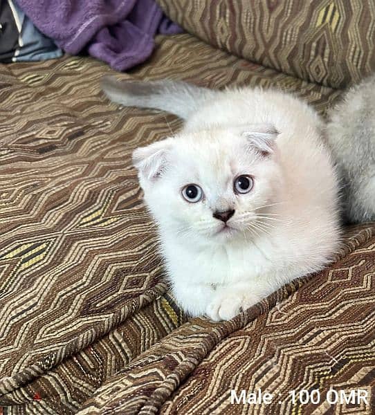 Scottish Fold Male & Female Kittens 6