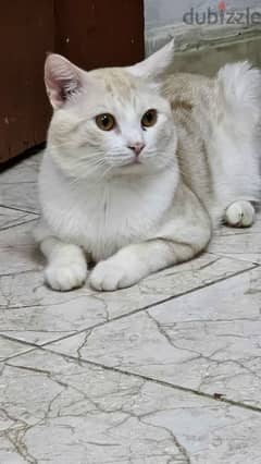 urgent sell a shirazi cat