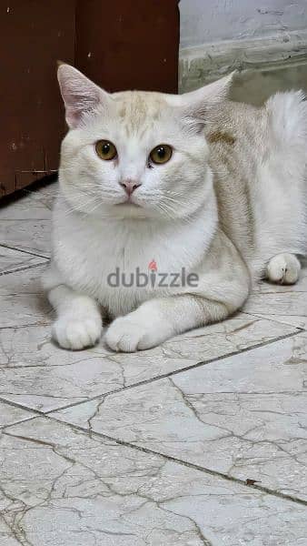 urgent sell a shirazi cat 1