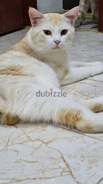 urgent sell a shirazi cat 2