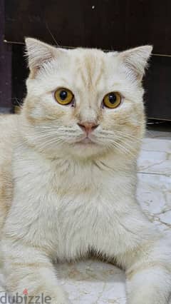 scottish fold male cat 0