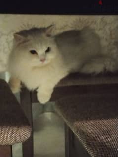 Pure Persian kitten 0