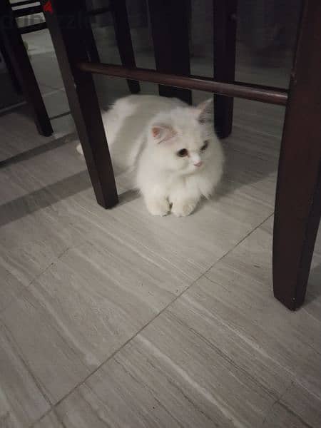 Pure Persian kitten 1