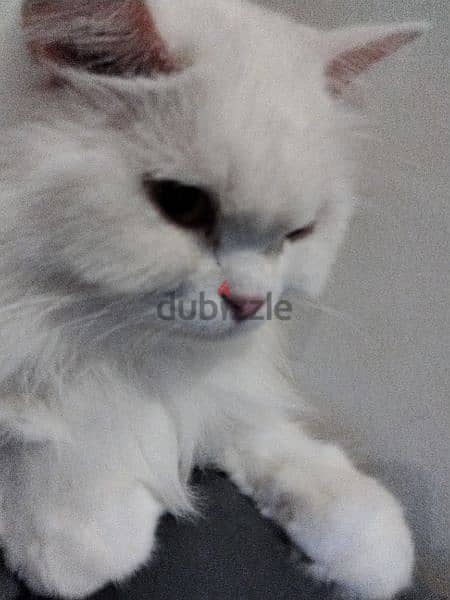 Pure Persian kitten 7