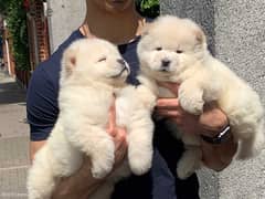 Whatsapp Me (+966 58392 1348) Chow Chow Puppies 0