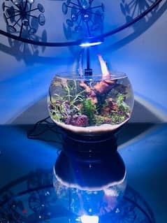 Planted aquarium bowl with light and a Betta