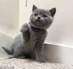 British shorthair Kitten 0