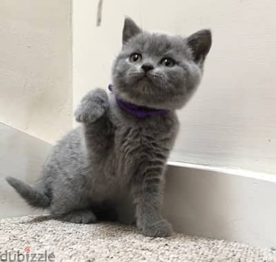 British shorthair Kitten