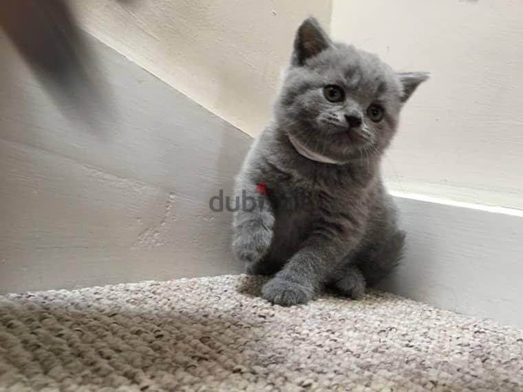 British shorthair Kitten 1