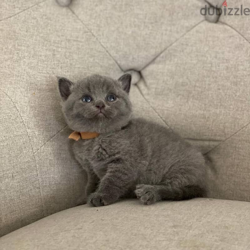 British shorthair Kitten 2