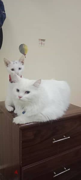 persian cat 0