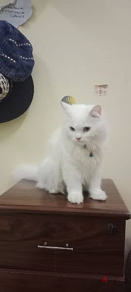 persian cat 1