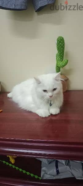 persian cat 2