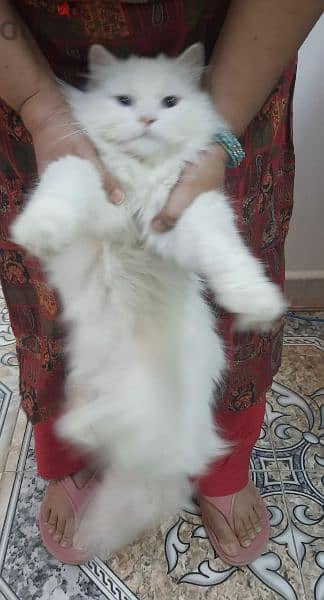 persian cat ready for mating 1