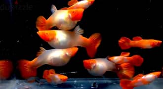 koi guppy avaialble home breeding. watsapp me 95286803