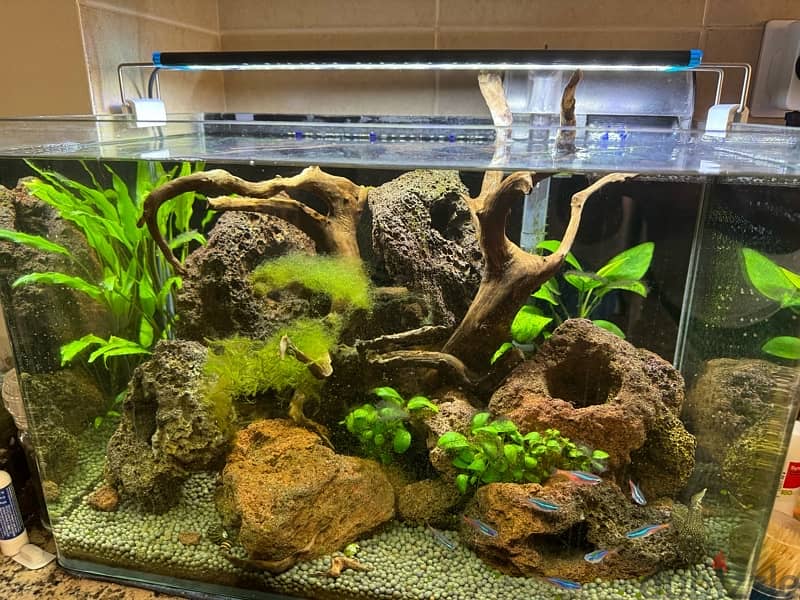 planted aquarium 1