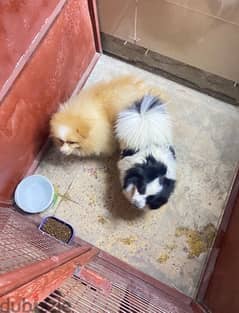 انا معي كلب بوم ذكر للتزاوج available male Pomeranian for crossing