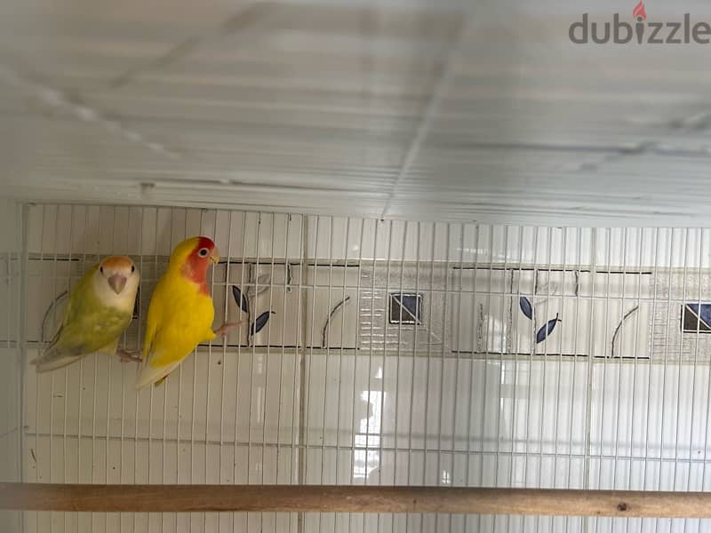 African love bird home breeds adults with  cage 1