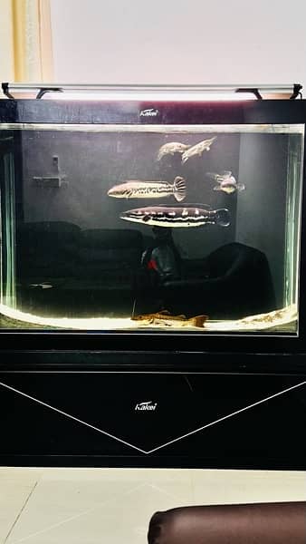 Monster aquarium 1.5m with fishes 4