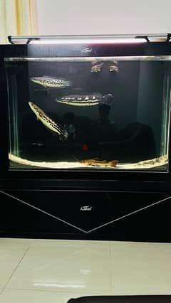 Monster aquarium 1.5m with fishes