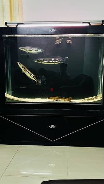 1.5 meter full set aquarium with canister filter and light for sale