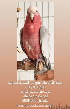 missing cockatoo galah in Al maabila