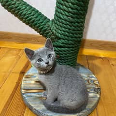 Russian Blue Kitten 0