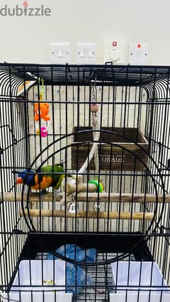 Parrot for sale