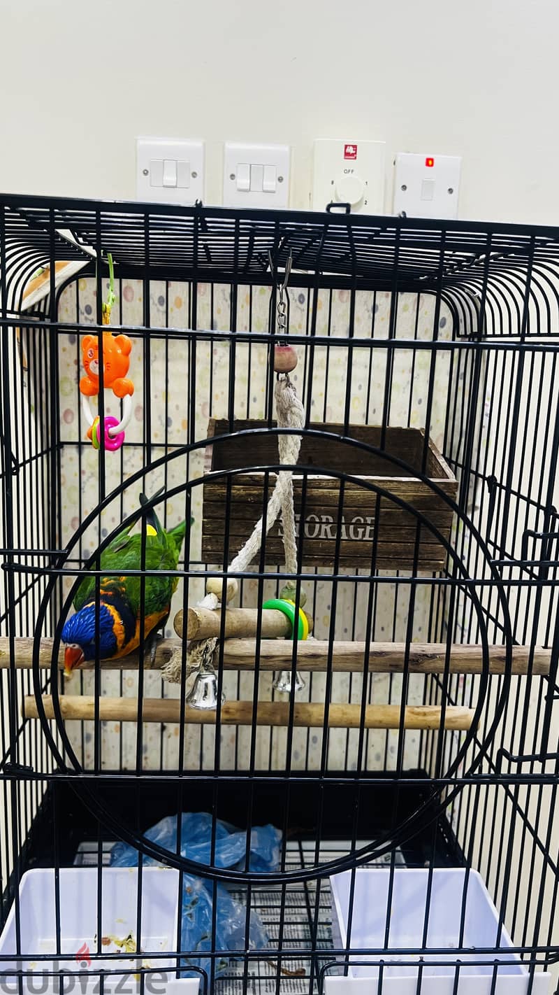 Parrot for sale 1