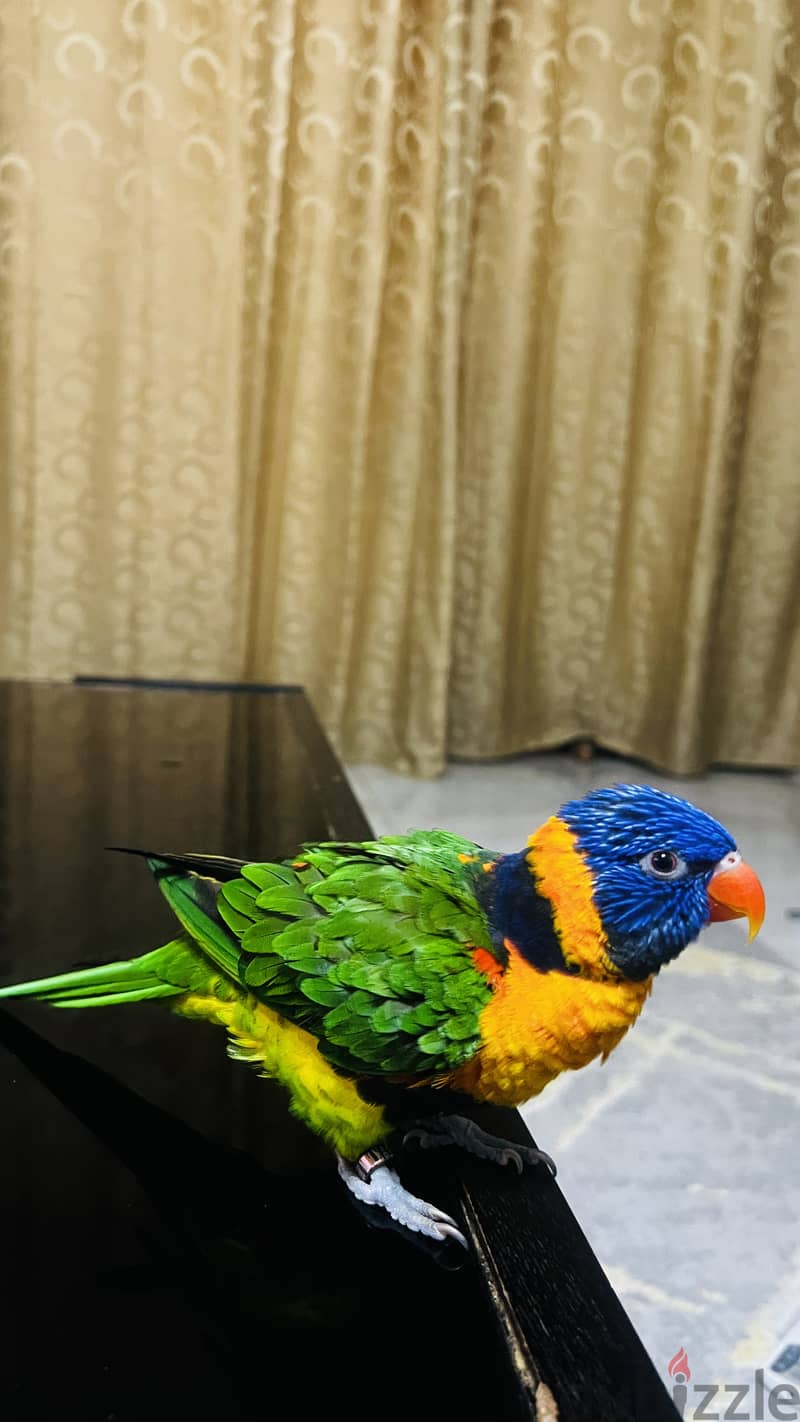 Parrot for sale 2