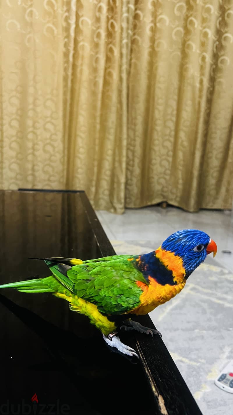 Parrot for sale 3