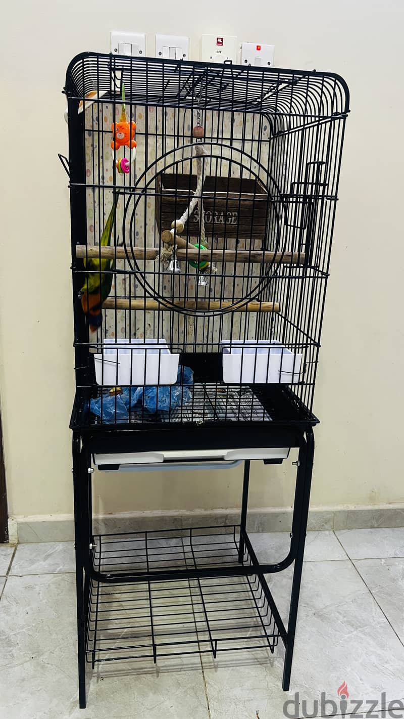 Parrot for sale 4