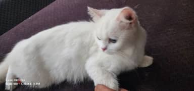 cat white persian female