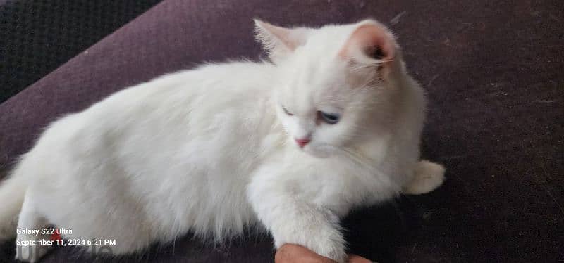 cat white persian female 0