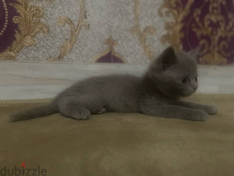 cat small Scottish Fold kitten 1