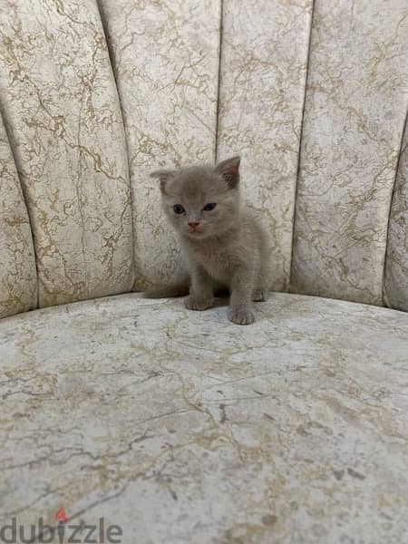 cat small Scottish Fold kitten 2